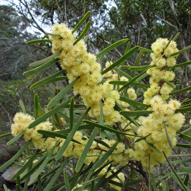 Acacia suaveolens Australian Seed ACACIA suaveolens