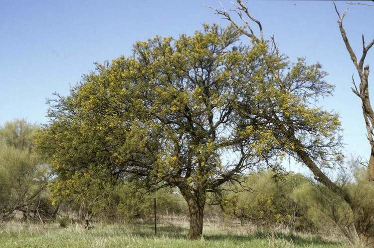 Acacia tetragonophylla Factsheet tetragonophylla