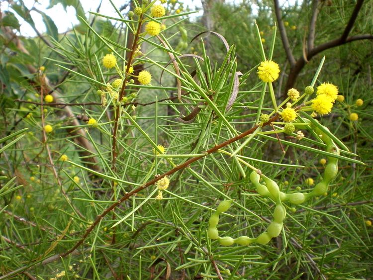 Acacia tetragonophylla FileAcacia tetragonophylla 1cJPG Wikimedia Commons