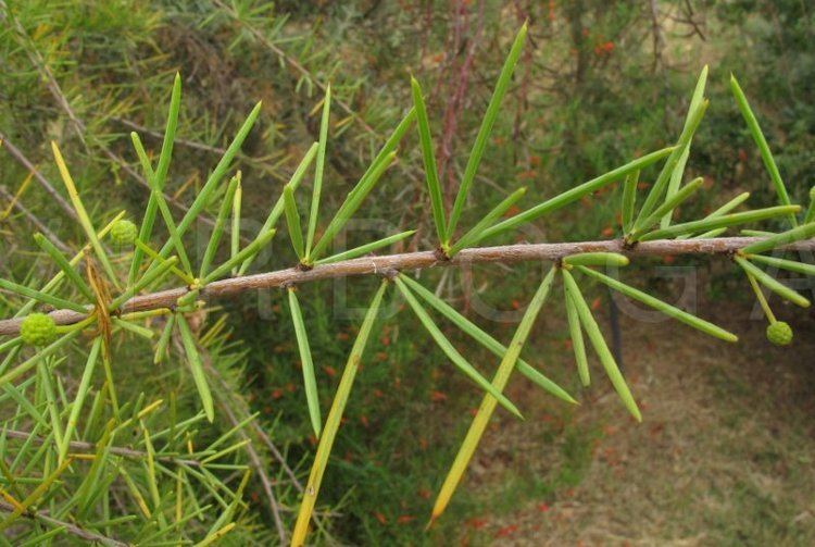 Acacia tetragonophylla VIRBOGA Acacia tetragonophylla