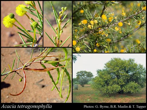 Acacia tetragonophylla httpsflorabasedpawwagovausciencetimage35