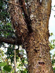 Acacia tomentosa httpsuploadwikimediaorgwikipediacommonsthu