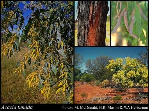 Acacia tumida httpsflorabasedpawwagovausciencetimage35