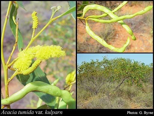 Acacia tumida Acacia tumida var kulparn MWMcDonald FloraBase Flora of Western