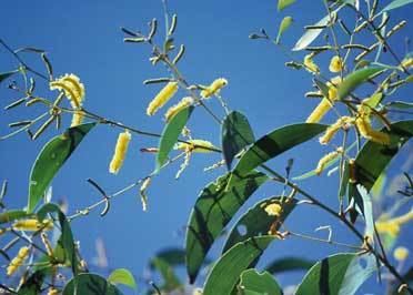 Acacia tumida Wattles of the Pilbara