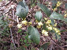 Acacia urophylla httpsuploadwikimediaorgwikipediaenthumbb