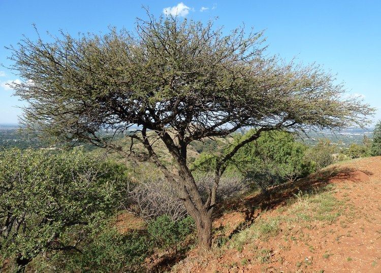 Acacia (Vachellia) Vachellia nilotica subsp kraussiana Wikiwand