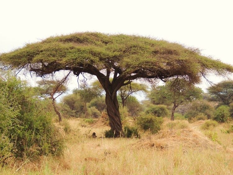 Acacia (Vachellia) Vachellia tortilis Wikiwand