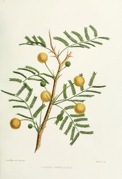 Acacia (Vachellia) Vachellia Wikipedia la enciclopedia libre