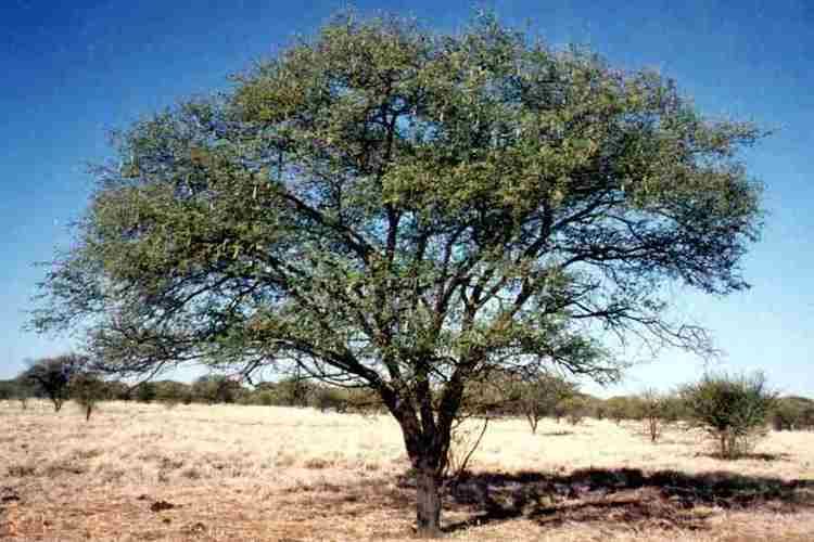 Acacia (Vachellia) Vachellia nilotica