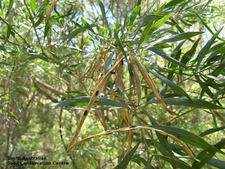 Acacia verniciflua Acacia verniciflua