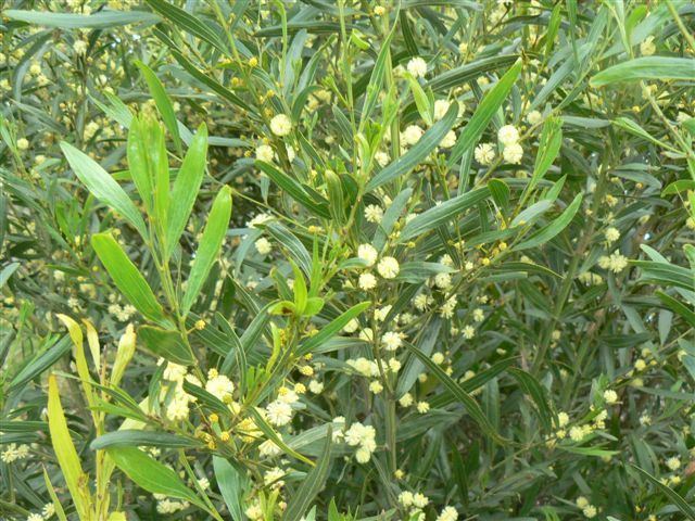 Acacia verniciflua Trees amp Shrubs Binginwarri Landcare Group