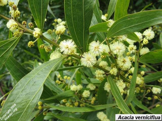 Acacia verniciflua Blue Tier Tasmania dicotyledons trees shrubs and climbers