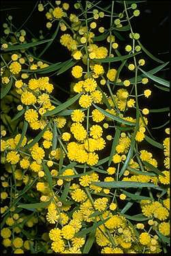 Acacia verniciflua Australian National Botanic Gardens Growing Acacia