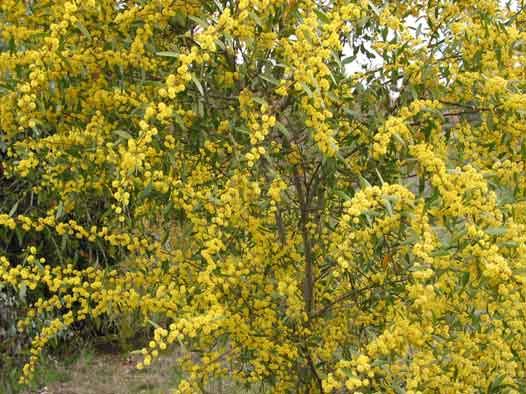 Acacia verniciflua Signature Plants for Baranduda SHRUBS Baranduda Landcare