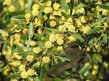 Acacia verniciflua httpsuploadwikimediaorgwikipediacommonsthu