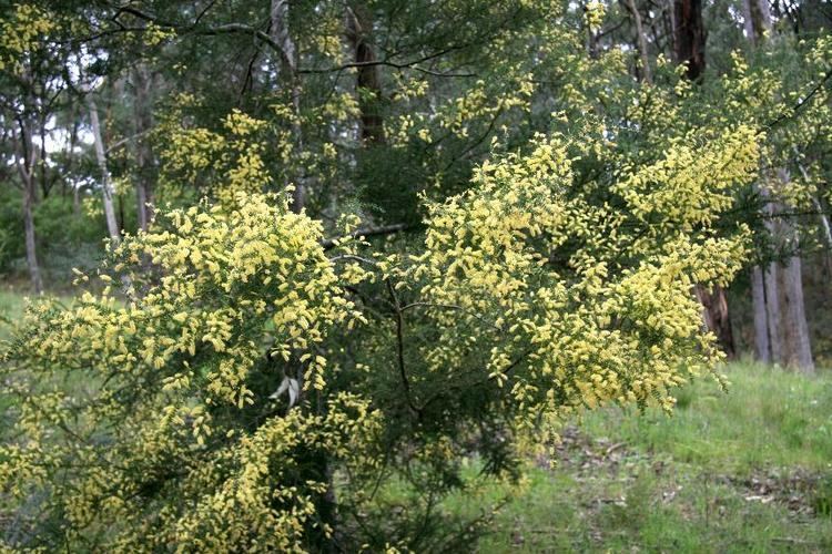 Acacia verticillata Flora of New Zealand Weed Profile Acacia verticillata