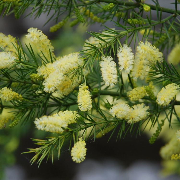 Acacia verticillata Australian Seed ACACIA verticillata