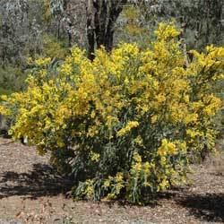 Acacia vestita Acacia vestita Growing Native Plants