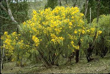 Acacia vestita Australian National Botanic Gardens Growing Acacia