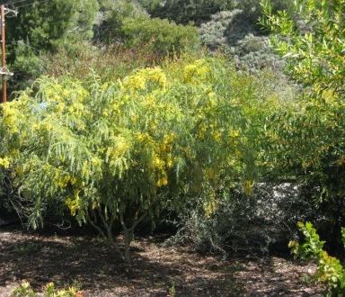 Acacia vestita Acacia vestita Australian Native Plants Plants 8007016517