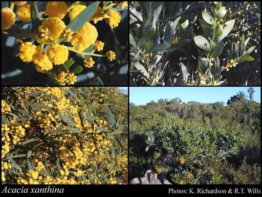 Acacia xanthina httpsflorabasedpawwagovausciencetimage36