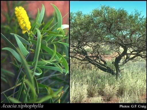 Acacia xiphophylla httpsflorabasedpawwagovausciencetimage36