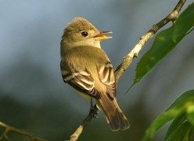 Acadian flycatcher Acadian Flycatcher Identification All About Birds Cornell Lab of