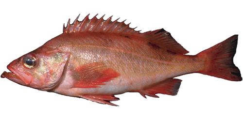 Acadian redfish Fish Friday Acadian Redfish Consume Regularly for a Healthy Ocean