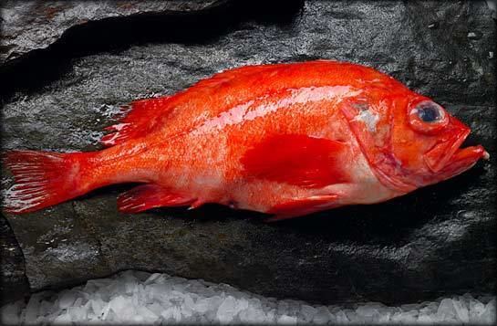 Acadian redfish Acadian Redfish It39s not just for lobster bait anymore kidfishmonger