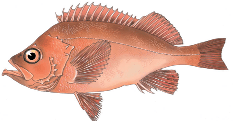 Acadian redfish Redfish Freshly Caught Seafood Maine Eat Local Fish