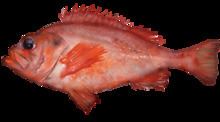 Acadian redfish httpsuploadwikimediaorgwikipediacommonsthu