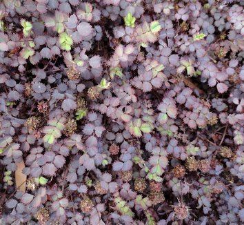 Acaena Acaena inermis 39Purpurea39 New Zealand Purple Burr Bidibidi