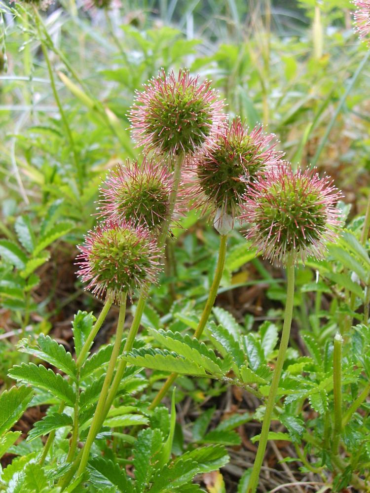 Acaena Acaena novaezelandiae Swinburne Commons