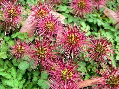 Acaena Acaena inermis 39Purpurea39 New Zealand Purple Burr Bidibidi