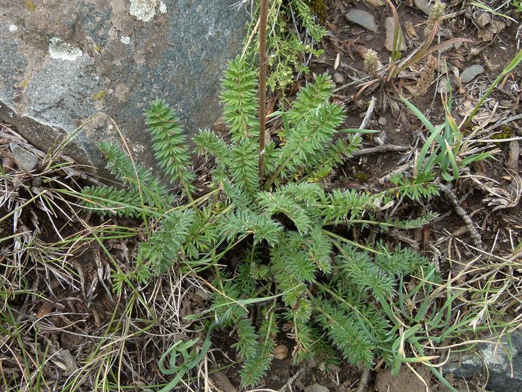 Acaena pinnatifida Flora mendocina