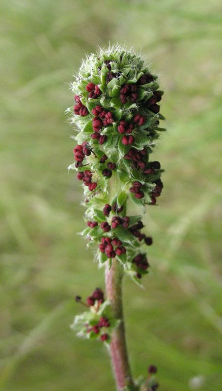 Acaena pinnatifida CalPhotos Acaena pinnatifida var californica California Acaena