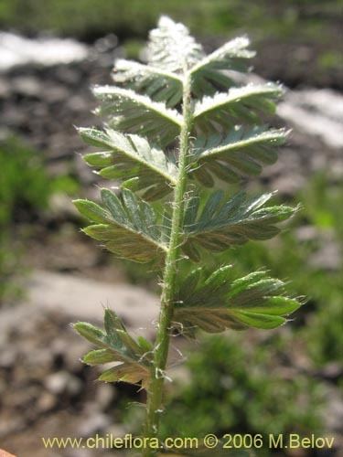 Acaena pinnatifida Oganupp Acaena pinnatifida Seemnemaailm