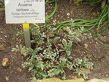 Acaena sericea httpsuploadwikimediaorgwikipediacommonsthu