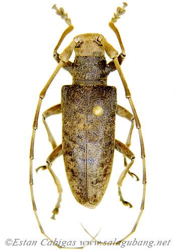 Acalolepta SALAGUBANG Philippine Beetles