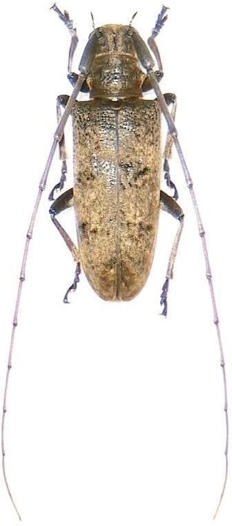 Acalolepta Subgenus Acalolepta Pascoe 1858 Cerambycidae