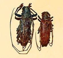 Acalolepta australis httpsuploadwikimediaorgwikipediacommonsthu