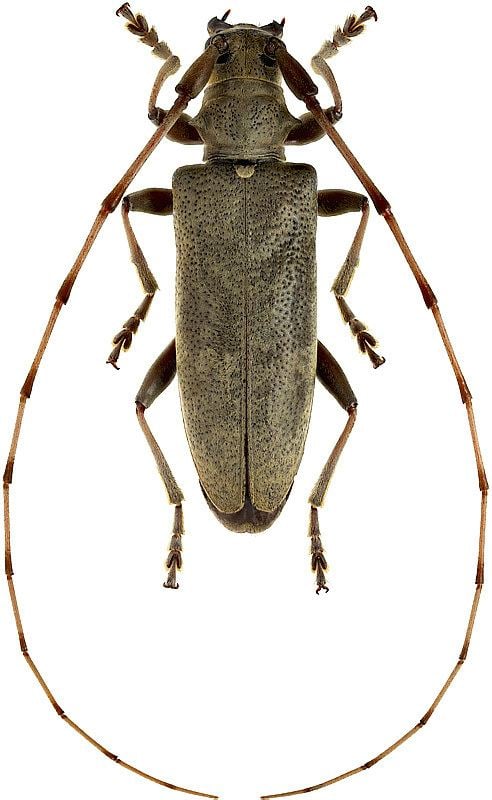 Acalolepta Acalolepta Acalolepta sejuncta sejuncta sensu stricto Cerambycidae