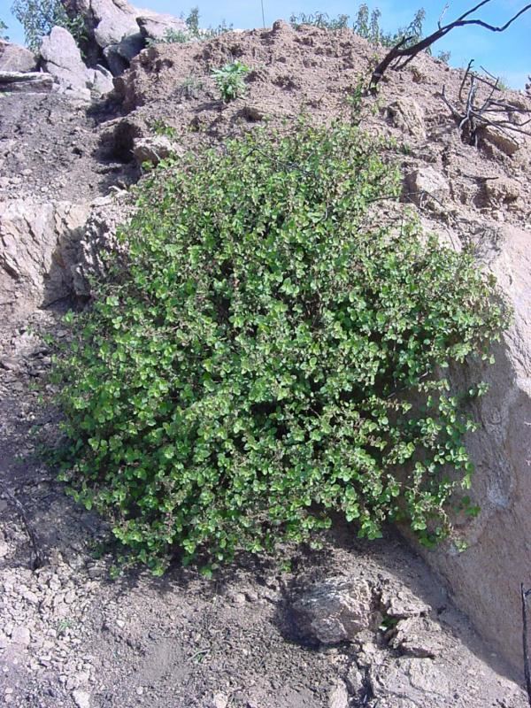 Acalypha californica California copperleaf