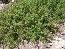 Acalypha californica SEINet Arizona Chapter Acalypha californica