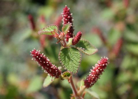 Acalypha californica California Copperleaf Acalypha californica