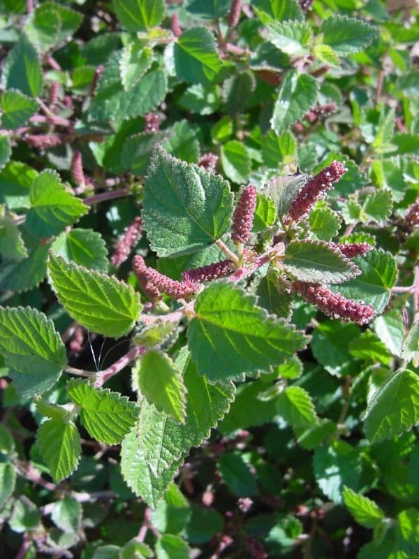 Acalypha californica California copperleaf