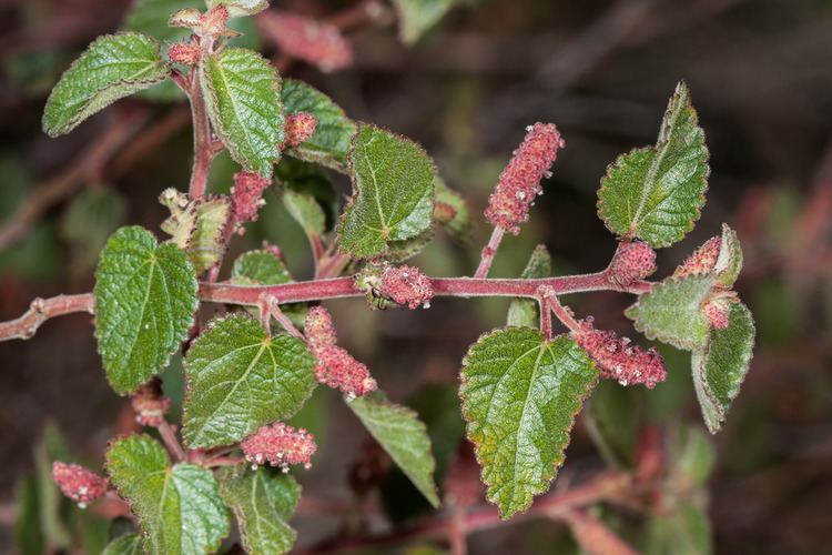 Acalypha californica California Copperleaf Acalypha californica Euphorbiaceae Flickr