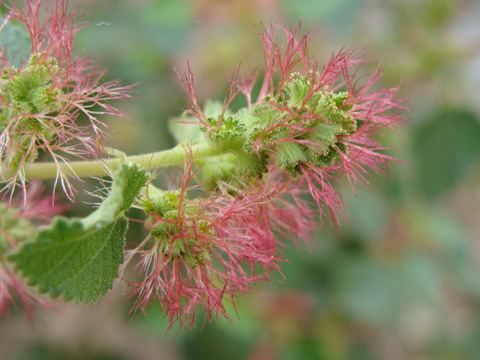 Acalypha californica California Copperleaf Acalypha californica