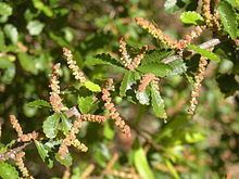 Acalypha eremorum httpsuploadwikimediaorgwikipediacommonsthu